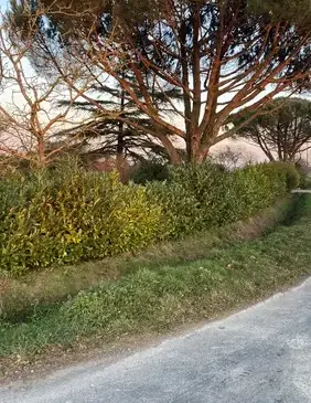 location bennes Plélan-3